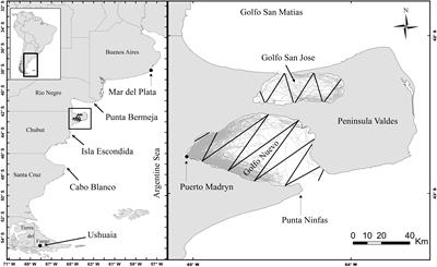 Integrating Multiple Techniques to Estimate Population Size of an Impacted Dusky Dolphin’s Population in Patagonia, Argentina